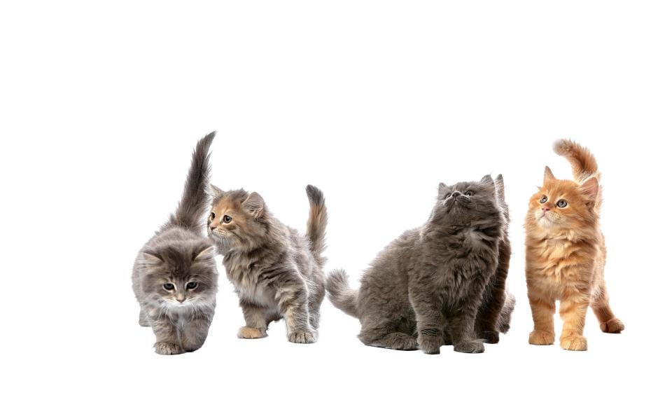 Tratamiento para el síndrome de Cushing